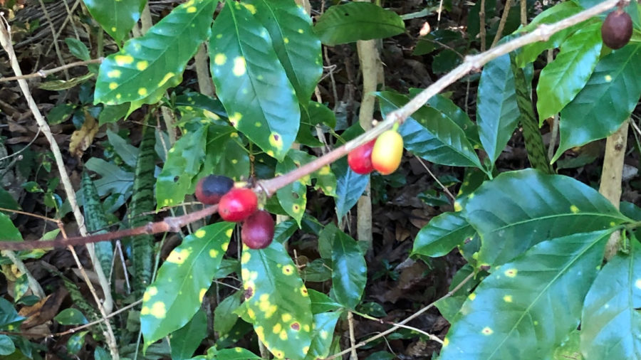 Coffee Leaf Rust Appears In Hilo, Officials Say