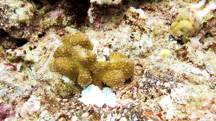 Broken Corals Restored To Coral Reef At Makakō Bay