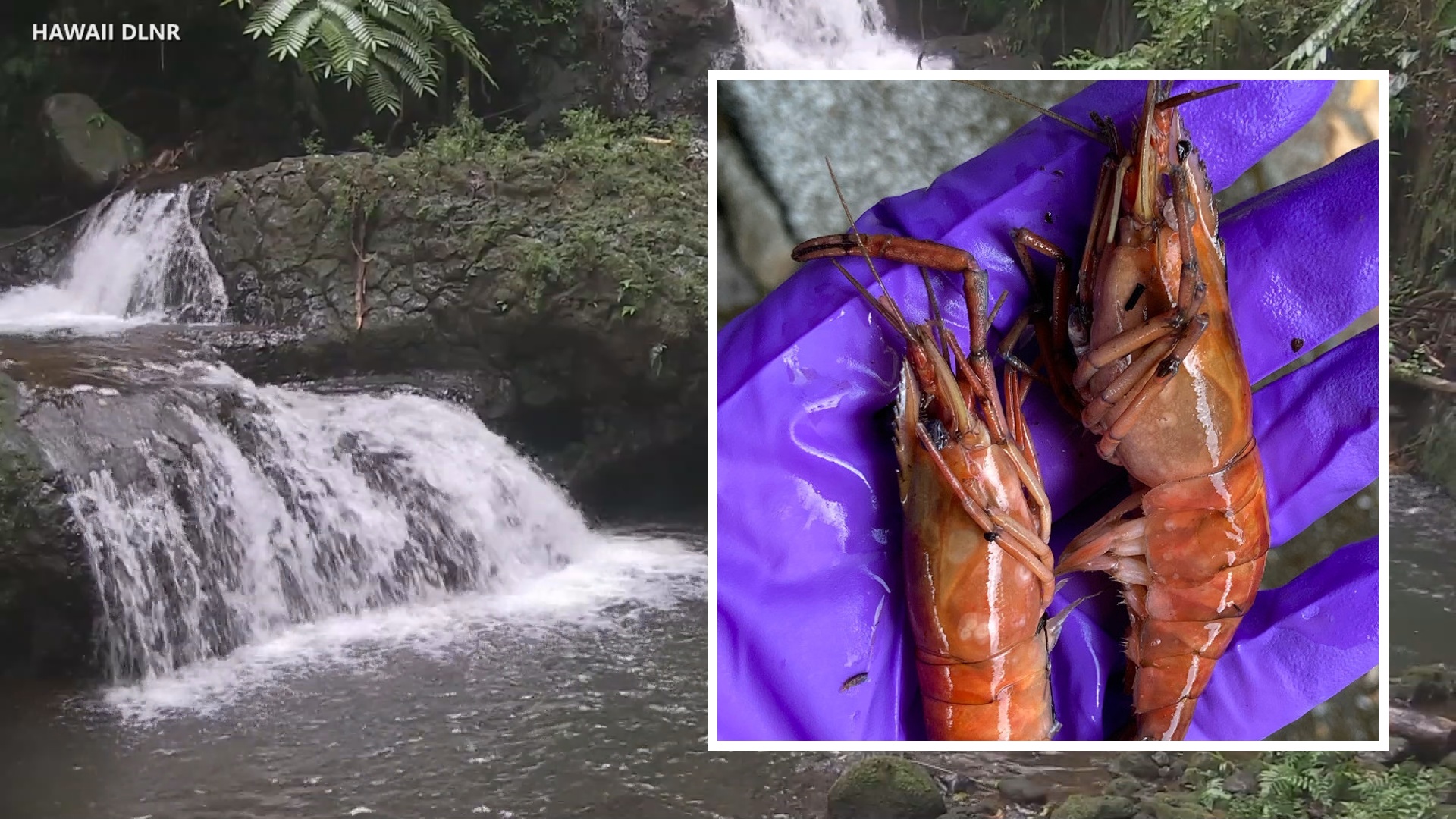 VIDEO Hawaiʻi Stream Prawn Poisoning Update