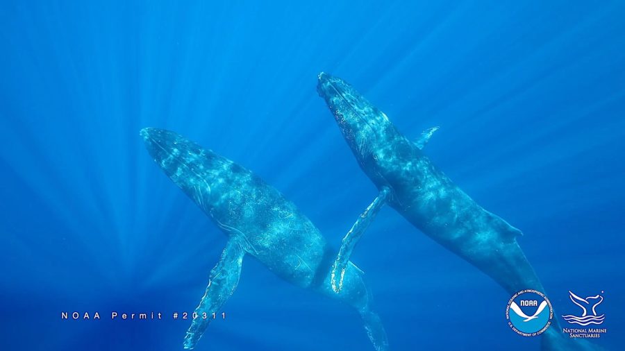 VIDEO: Humpback Whale Season In Hawaii Underway