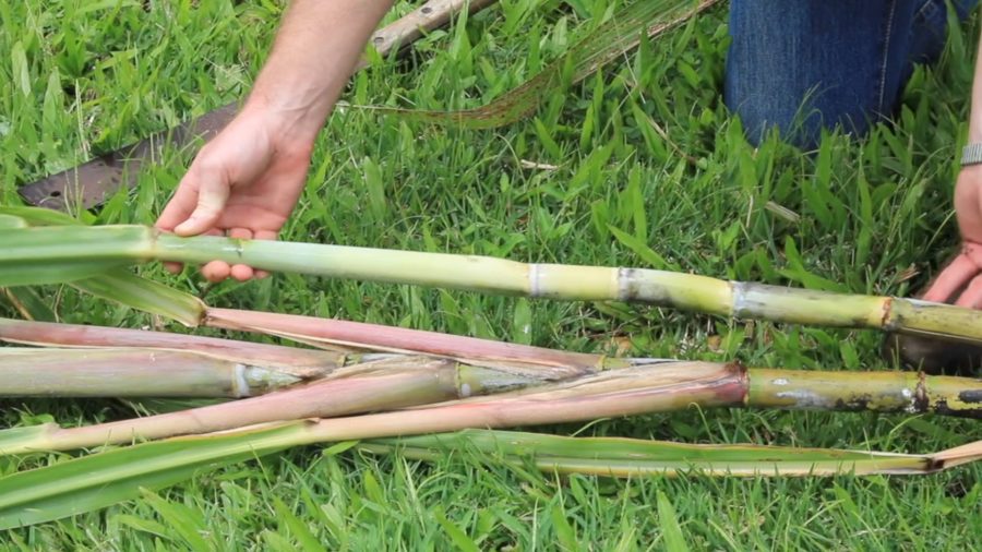 UH-Hilo Examines Sugarcane For Jet Fuel