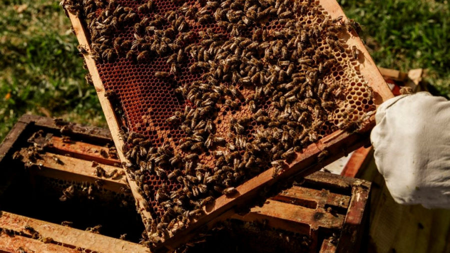 Bee Hives Stolen From Keaʻau Farm, Police Say