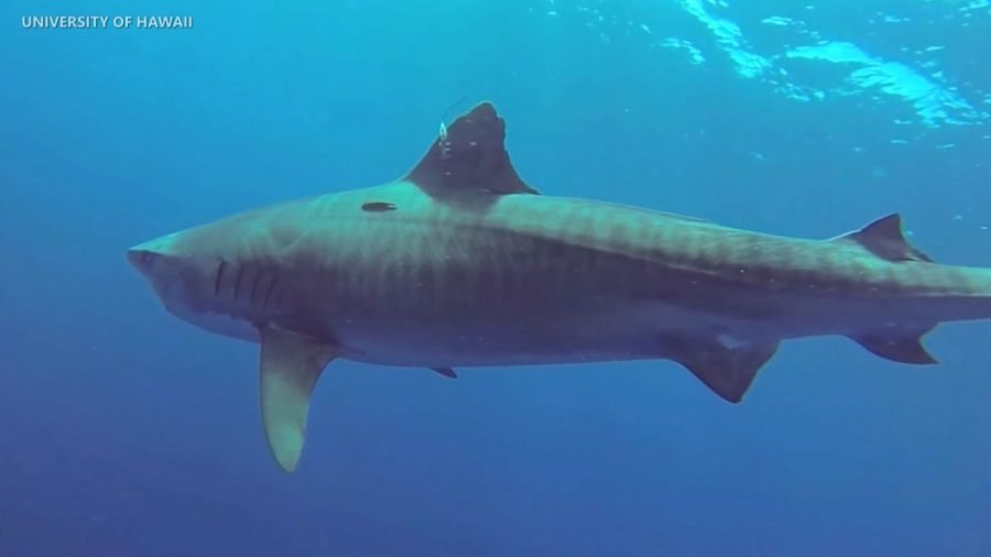 It Is Now Illegal To Kill Or Capture Sharks In Hawaiʻi