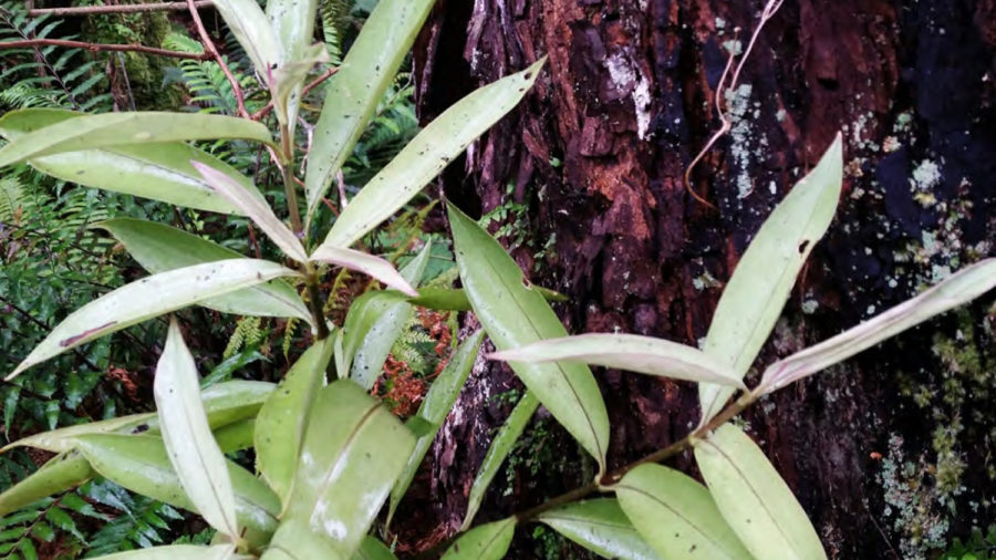 Hawaiʻi Island Plant, Thought Extinct, Brought Back To Life