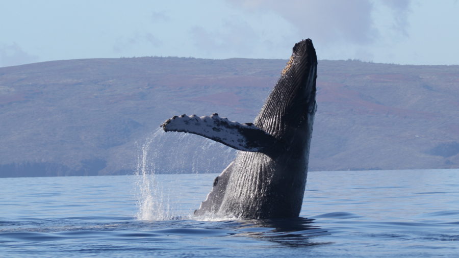 New Boat Speed Recommendations Around Humpback Whales