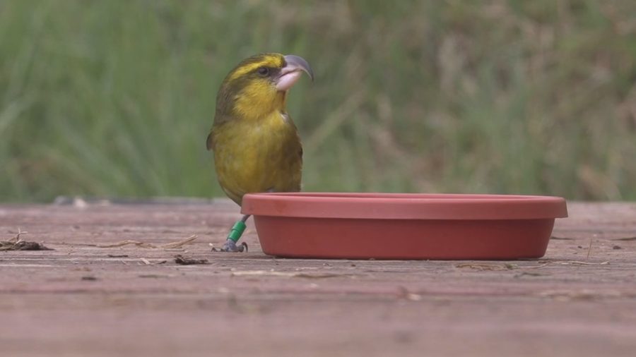 VIDEO: Race To Save Four Native Bird Species On Hawaii