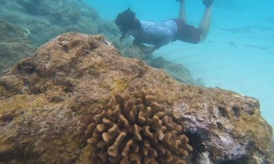 VIDEO: Hawaiʻi Coral Spawning Update From Waialea Bay