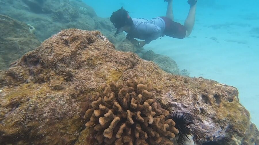 VIDEO: Hawaiʻi Coral Spawning Update From Waialea Bay