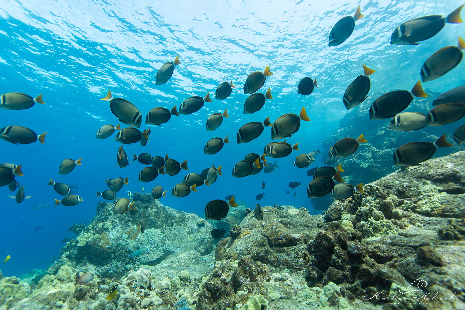 Fish Populations At Ka‘ūpūlehu Increase Dramatically, Observers Say