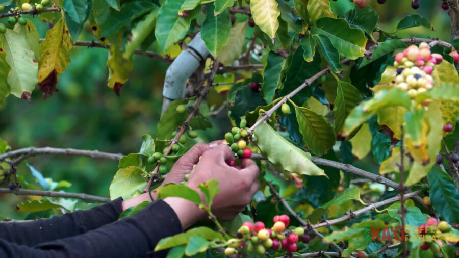 video-new-doc-features-ka-u-coffee-history