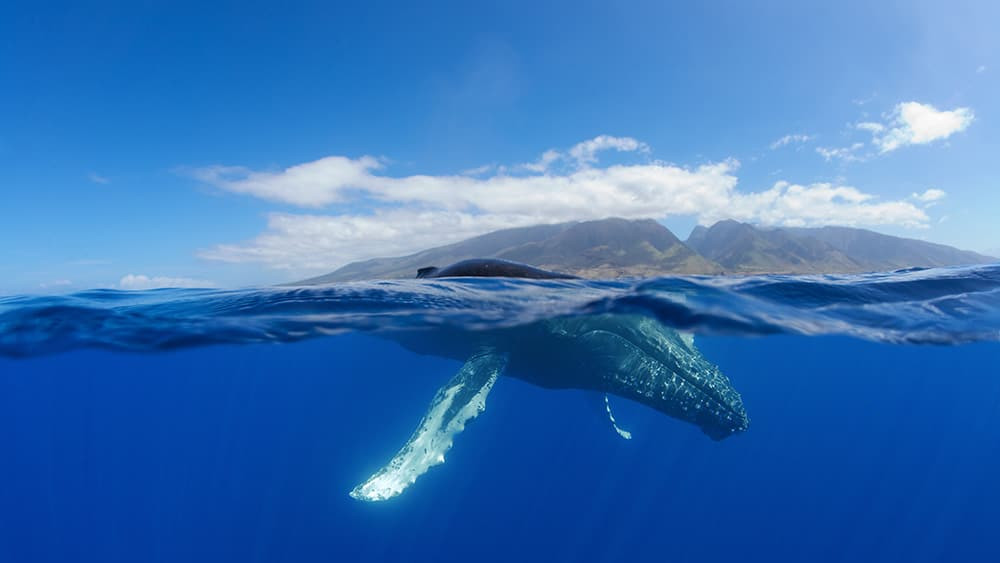 Población de ballenas jorobadas completada para la temporada 2023