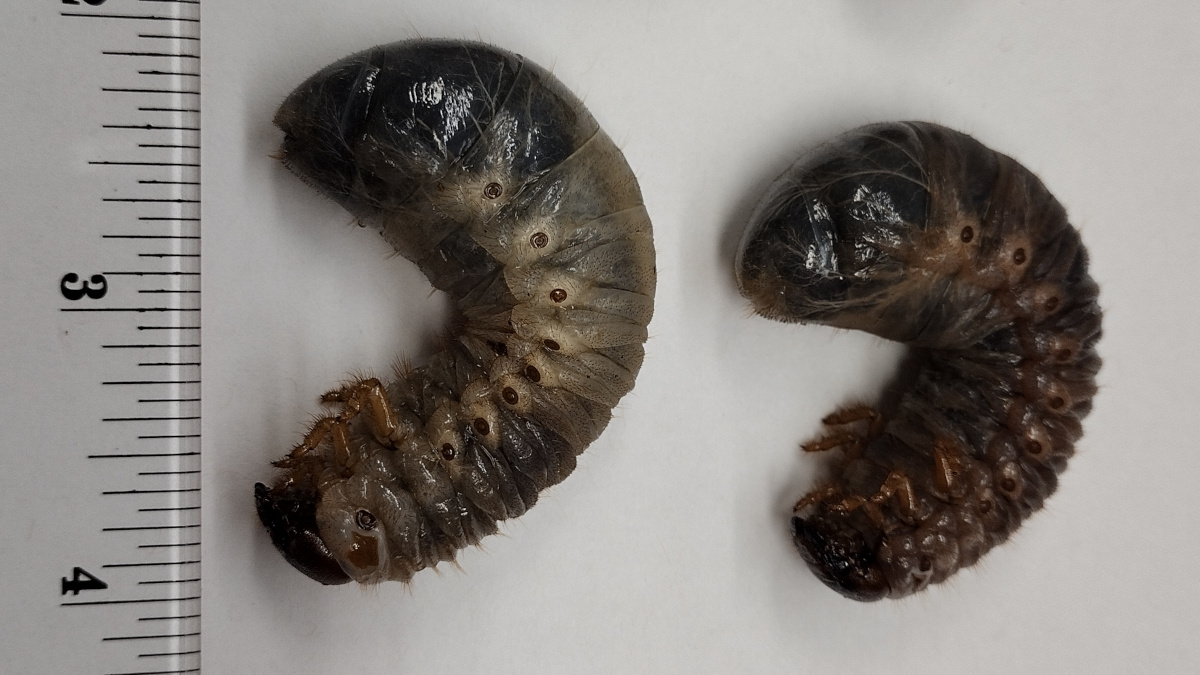 Coconut Rhinoceros Beetle Grubs Found On Hawaiʻi Island