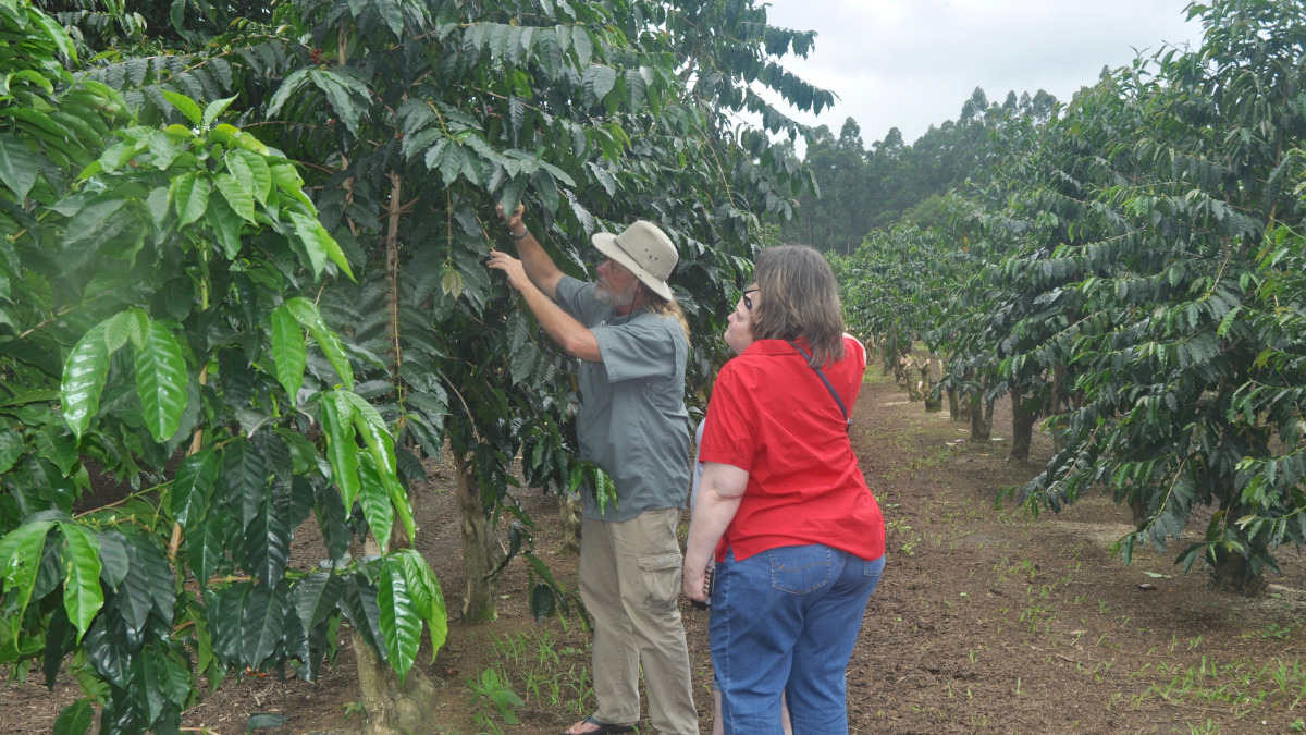 coffee farm tours big island